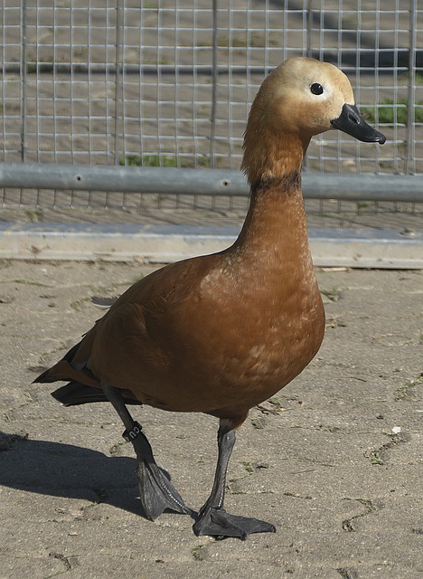 磨合